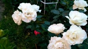 Роза "Маргарет Меррил", цветение. Июнь 2021.