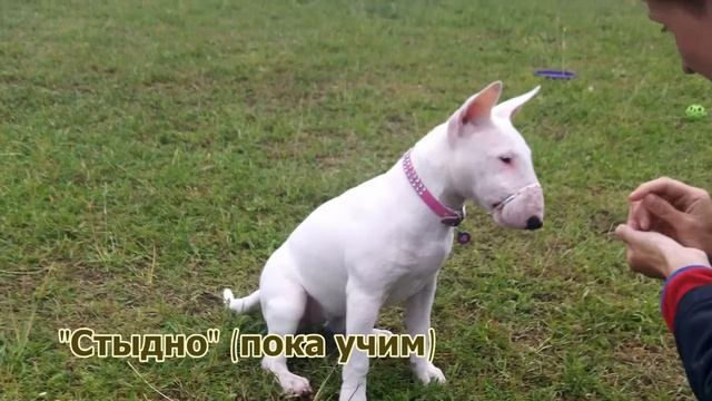 Миниатюрный бультерьер Юша - 5,5 месяцев