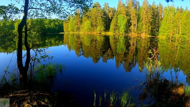 Пение весенних птиц, расслабляющая музыка для сна. смотреть онлайн