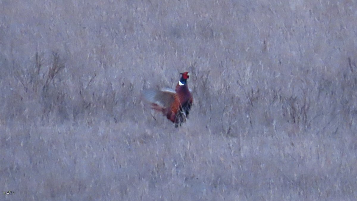 Дикий фазан ждет свою курочку. Другой фазан пробегает мимо 19.03.24