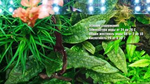 Криптокорина Пурпурная и Криптокорина Зеленый Геккон