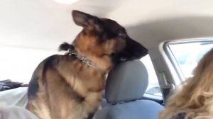 German Shepherd suddenly realizes he is at the vet