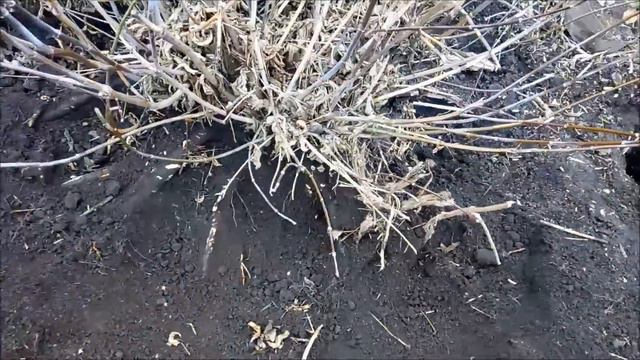 Сюжет о борьбе с корнями. смотреть онлайн