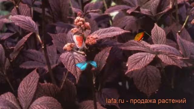 Роджерсия перистая Чоколит Вингс ? обзор: как сажать, рассада роджерсии Чоколит Вингс смотреть онлайн