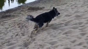 помесь ВЕО и Немецкой овчарки она не боится воды