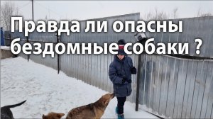 ОПАСНЫ ЛИ БЕЗДОМНЫЕ СОБАКИ (Козьмодемьянск 2023)