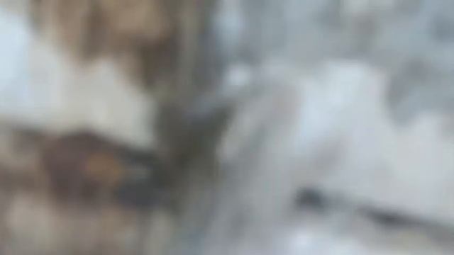 Дикий заяц дома Домашний заяц дома смотреть онлайн