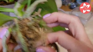 Пересадка азиатской орхидеи с выставки.Всегда быстро зацветает потом.mp4