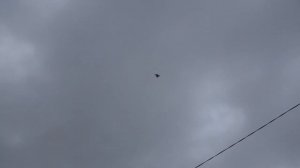 КАК ОТУЧИТЬ ГОЛУБЕЙ? от проводов и от крыш how to wean pigeons from bad habits