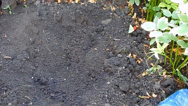 ПОСАДКА ХОСТЫ..КУДА РАЗМЕСТИЛА НОВЫЕ СОРТА.. смотреть онлайн