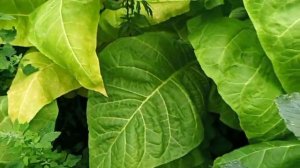 Берли КУ 15 пересорт