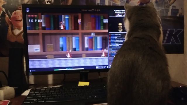 Мурка смотрит стрим) мышка Гаечка привлекла внимание кошки)) смотреть онлайн