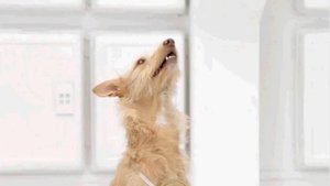 The Bark Side - Volkswagen Game Commercial Teaser  Super Bowl XLVI 2012 - Star Wars / Dogs