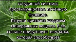 Польза и вред капусты