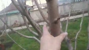 Формирование черешни KGB.