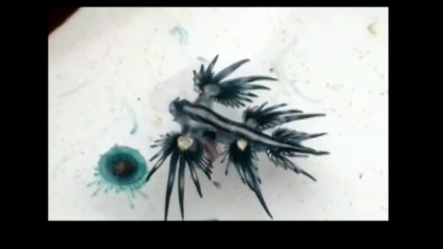 Glaucus atlanticus with Blue Danube 3 12 смотреть онлайн