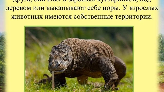 Зоологические сенсации. Утконос и компания.