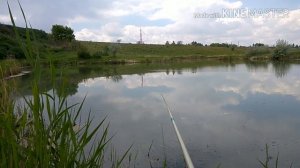 Ловля карпа маховой удочкой с резиновым амортизатором 13.06.17г.