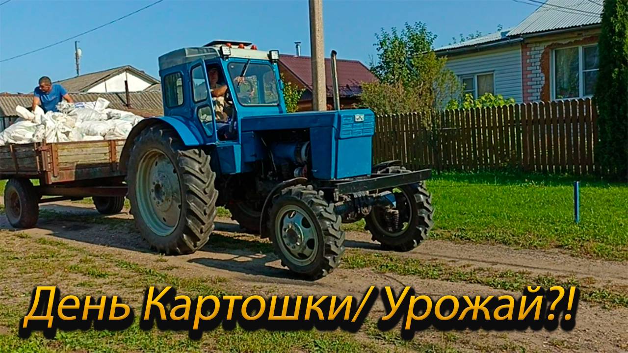 Трактор т-40/ Уборка картошки 2024 смотреть онлайн