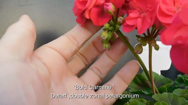 Bold Carmine  Agnes -zonal pelargoniums