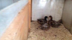 «Руанские утки» зимнее содержание 25.11.2019.