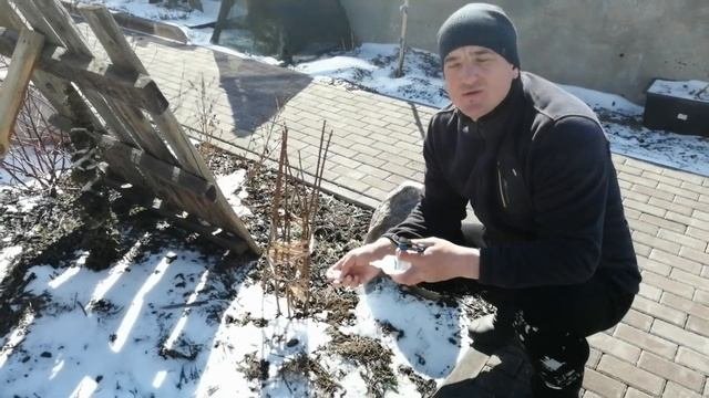 ГОРТЕНЗИИ !!! ВЕСЕННЯЯ ОБРЕЗКА!!!