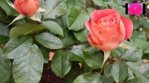 РОЗЫ НАЧИНАЮЩИМ. ЧТО ДЕЛАТЬ В ОКТЯБРЕ. О РОЗАХ И НЕ ТОЛЬКО