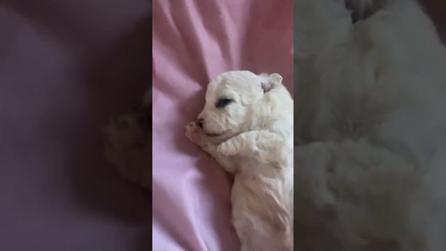 Бишон фризе , щенки. Выбор щенка бишон фризе. смотреть онлайн