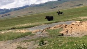 охота на яков. не для слабонервных/yak hunting 18+