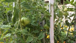 Champion Tomato / Томат ( помидор ) сорта Чемпион / Высокорослый томат / 29 Августа 2016