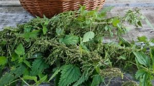 100% ПОЛЬЗА! СЕМЕНА КРАПИВЫ! Заготовка! Применение!