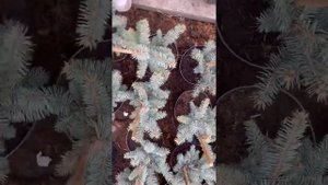 Ель голубая «Эдит» питомник Велес г чита Забайкальский край