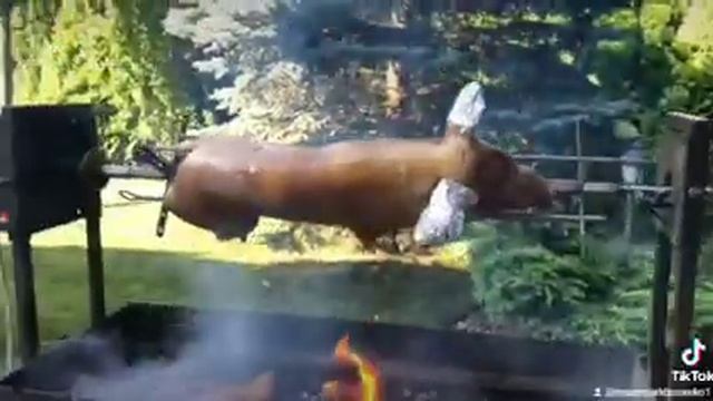 Молочный поросёнок на вертеле с електроприводом. смотреть онлайн