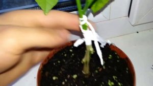 Результат прививка лимона лунарио