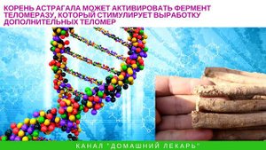 Астрагал удлиняет теломеры и защищает ДНК - Домашний лекарь - выпуск №66