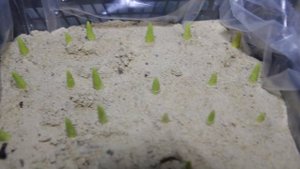 Выгонка тюльпанов. Тюльпаны к 8 марта.. Выращивание зимой. Технологии выгонки тюльпанов.