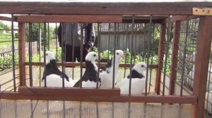 Ярмарка голубей в Набережных Челнах. 2015г.