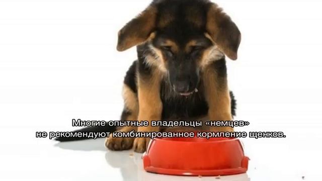 Чем кормить щенка немецкой овчарки в домашних условиях смотреть онлайн