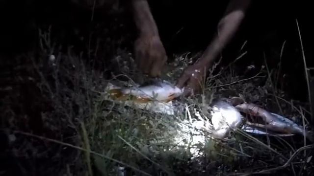 Секреты чистки окуня. смотреть онлайн