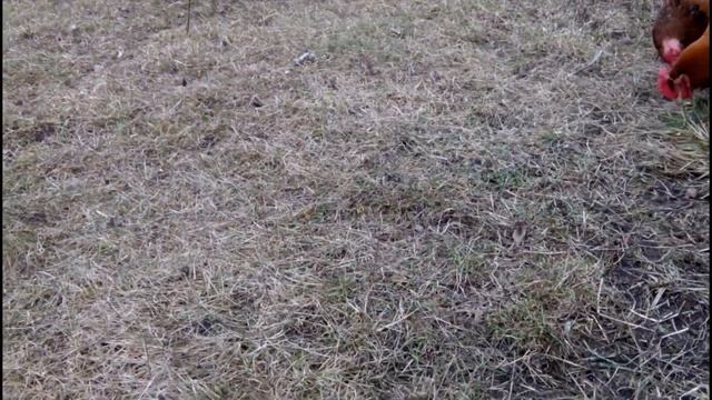 ??ДОБИВАЕМСЯ ВЫСОКОЙ ЯЙЦЕНОСКОСТИ. ПОЧЕМУ НЕ НЕСУТСЯ КУРЫ?