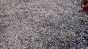 ??ДОБИВАЕМСЯ ВЫСОКОЙ ЯЙЦЕНОСКОСТИ. ПОЧЕМУ НЕ НЕСУТСЯ КУРЫ?