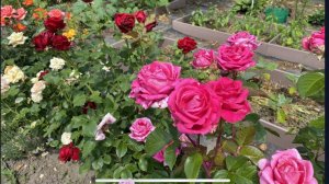 Знакомство с моей дачей, борьба с девичьим виноградом. Часть 1