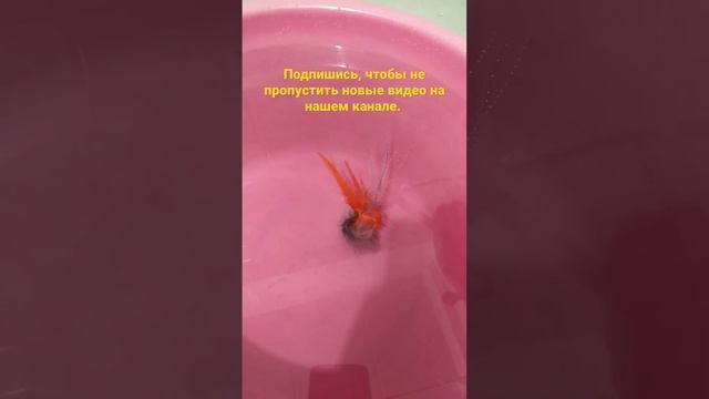 Стример на щуку. Игра в воде. "Наши" стримеры косят хищную рыбу.