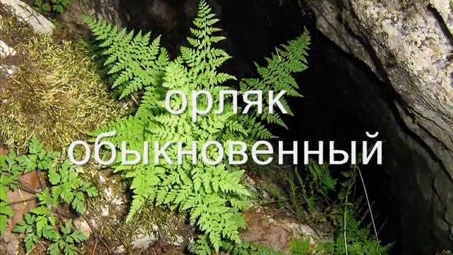 природа Челябинской области.wmv