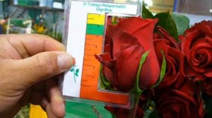 ROSES FOR YOU - ECUADORIAN ROSES, ROSES FROM ECUADOR, FLOWER BROKER ECUADOR