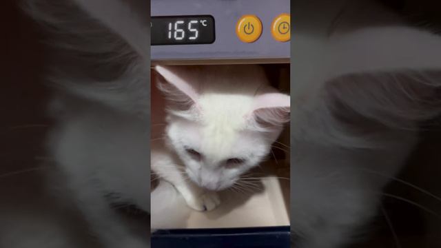 Найди кота