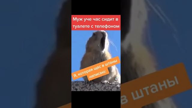 Сань санЯ санек