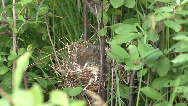 Славка серая 160616 8 у Марковых 0624 Pa770 птенцы движуха смотреть онлайн