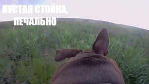 Охота. Гуляю с курцхааром. Первые испытания крепления камеры на собаке.