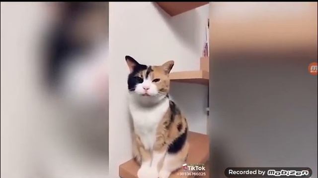 Прикольные мимасики